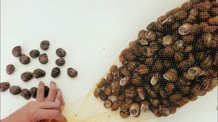 Es Caragol de Menorca (granja de caracoles)