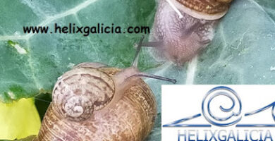 HelixGalicia - GRANJA DE CARACOLES