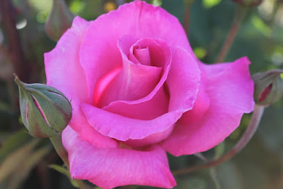 Rosas De Extremadura