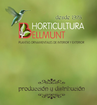 Horticultura Bellmunt SL