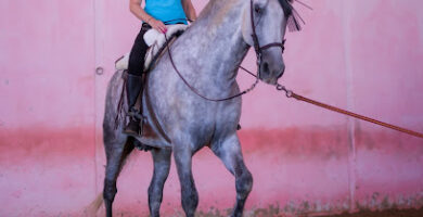 Royal Stables of Blanka Satora Horse Show